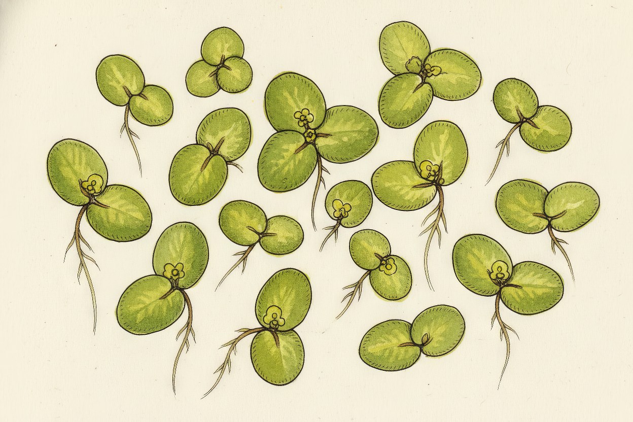 Lemna minor (Duckweed) - Tiny floating plant botanical art - World's smallest but fastest-growing aquatic - Created by Enea Le Fons for AquaSai Micro-Phytoremediation Research