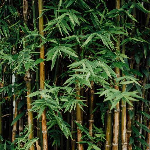 Bamboo