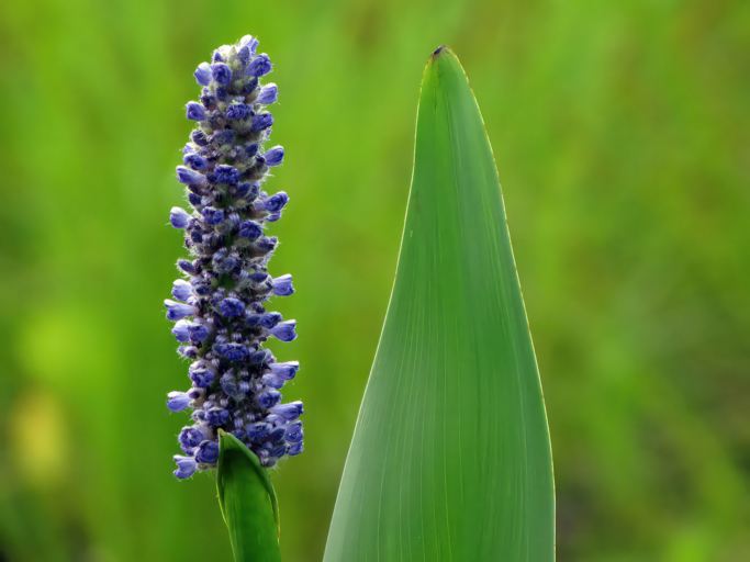 Pickerel Weed