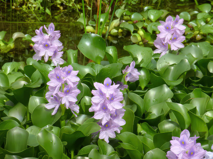 Water Hyacinth