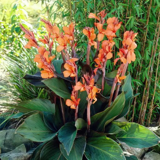 Canna Lily